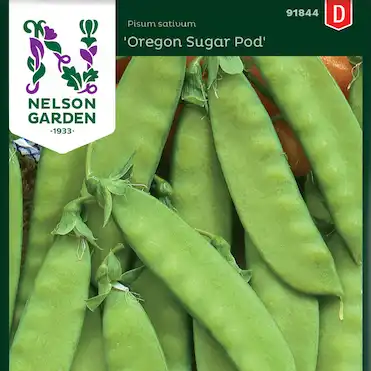 Sockerärt Oregon Sugar Pod