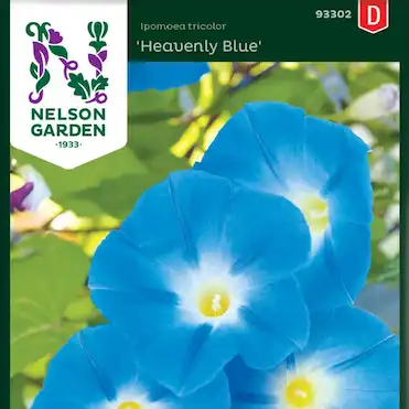 Dagsblomma Heavenly Blue