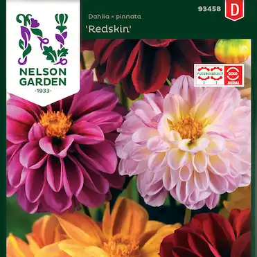 Sommardahlia Redskin